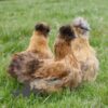 ​Bearded Silkie Chicken, Amber