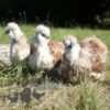 Bearded Silkie Chicken Red Pyle