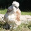 Bearded Silkie Chicken Red Pyle