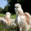 Bearded Silkie Chicken Red Pyle