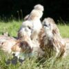 Bearded Silkie Chicken Red Pyle