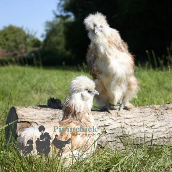 Bearded Silkie Chicken Red Pyle