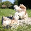 Bearded Silkie Chicken Red Pyle