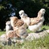 Bearded Silkie Chicken Red Pyle