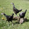 Modern Game Bird Hen Birchen