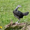 Modern Game Bird Hen Birchen