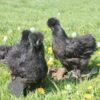 Non Bearded Silkie Chicken True Black