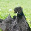 Non Bearded Silkie Chicken True Black