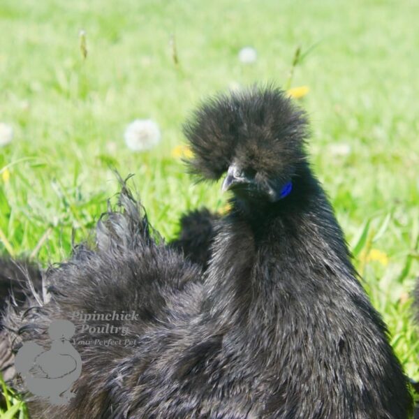 Non Bearded Silkie Chicken True Black