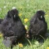 Non Bearded Silkie Chicken True Black
