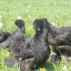 Non Bearded Silkie Chicken True Black