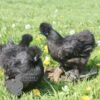 Non Bearded Silkie Chicken True Black