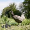 Appenzeller Chicken Blue