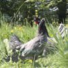 Appenzeller Chicken Blue