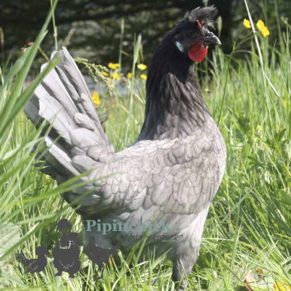 Appenzeller Chicken Blue