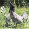 Appenzeller Chicken Blue