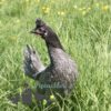 Appenzeller Chicken Blue