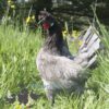 Appenzeller Chicken Blue