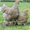 Brahma Chicken Blue Lace Partridge