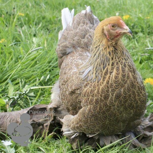 Brahma Chicken Blue Lace Partridge