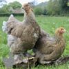 Brahma Chicken Blue Lace Partridge