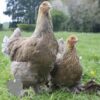 Brahma Chicken Blue Lace Partridge