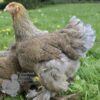 Brahma Chicken Blue Lace Partridge