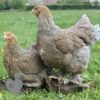 Brahma Chicken Blue Lace Partridge