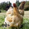 Brahma Chicken Columbian Buff