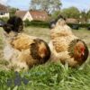 Brahma Chicken Columbian Buff