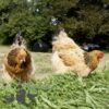 Brahma Chicken Columbian Buff