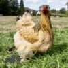 Brahma Chicken Columbian Buff