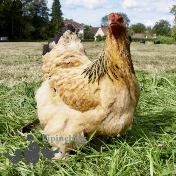 Brahma Chicken Buff/Gold