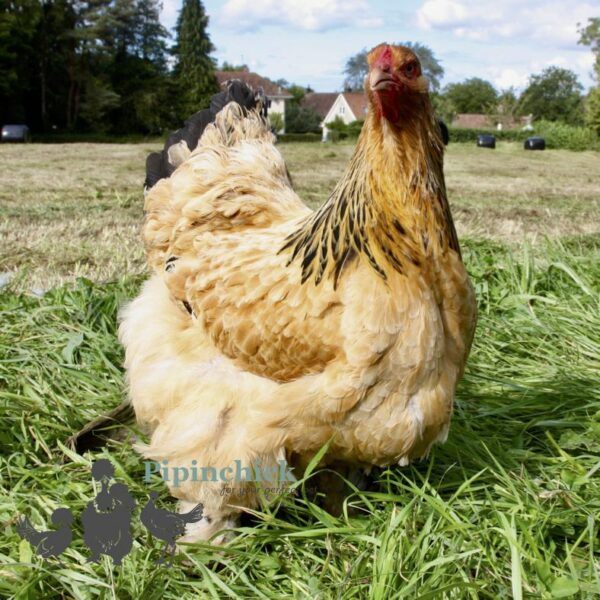 Brahma Chicken Columbian Buff