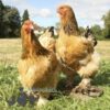Brahma Chicken Columbian Buff