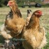 Brahma Chicken Columbian Buff