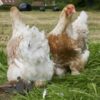 Brahma Chicken Buff Laced Partridge
