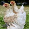 Brahma Chicken Buff Laced Partridge
