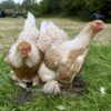 Brahma Chicken Buff Laced Partridge