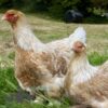 Brahma Chicken Buff Laced Partridge