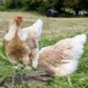 Brahma Chicken Buff Laced Partridge