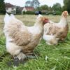 Brahma Chicken Buff Laced Partridge