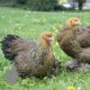 Brahma Chicken Gold Lace Partridge