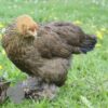 Brahma Chicken Gold Lace Partridge