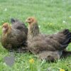 Brahma Chicken Gold Lace Partridge
