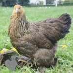 Brahma Chicken Gold Lace Partridge