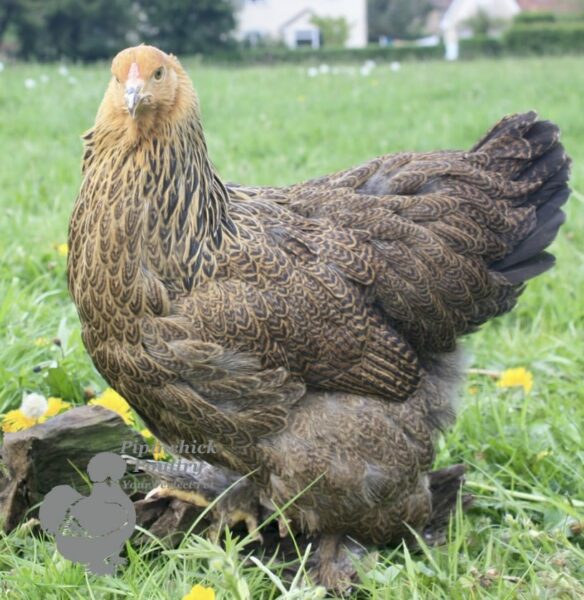 Brahma Chicken Gold Lace Partridge