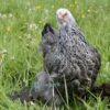 Brahma Chicken Silver Laced Partridge