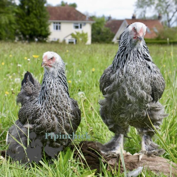 Brahma Chicken Silver Laced Partridge