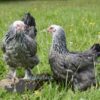 Brahma Chicken Silver Laced Partridge